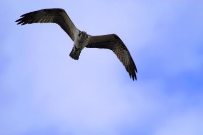 Osprey