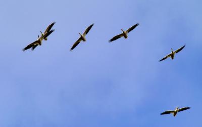 u36/statu/medium/26465170.DSC_6812.jpg