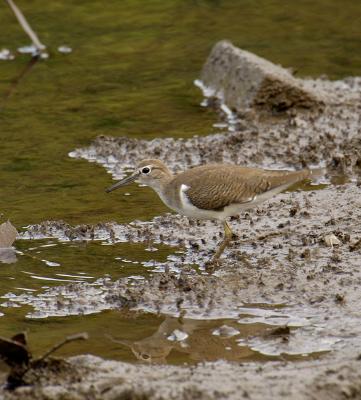 Curlew Sandpiper