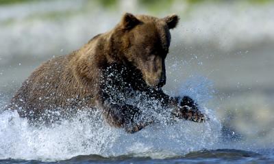 Fishing bear