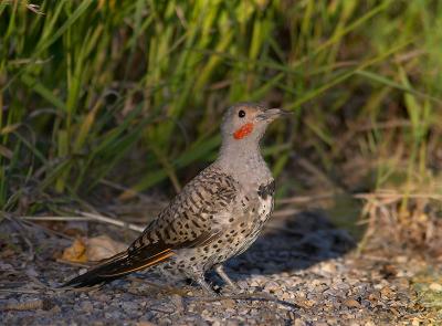 Red-shafted Flicker (CRW_7552.jpg)