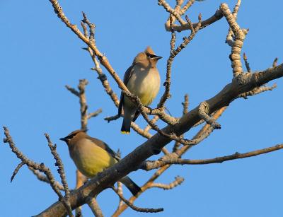 Cedar Waxwing (CRW_7560.jpg)