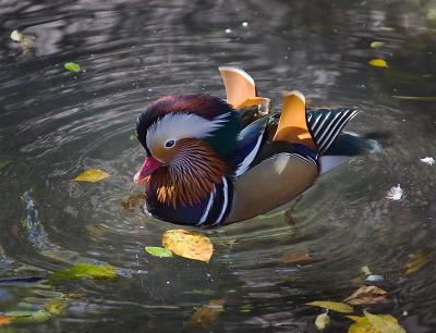 Madarin Duck (Zoo 041002 3480.jpg)