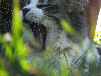 Roar! (Aug 6th)