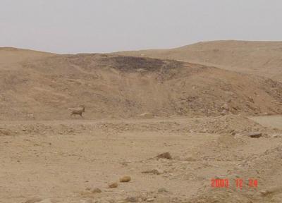 gazelle in the negev