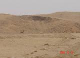 gazelle in the negev