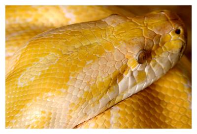 Boa*by Ed Hahn