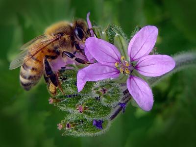 Busy Busy Beeby Nee