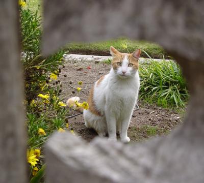 Through the Knothole in My Fence by Nee