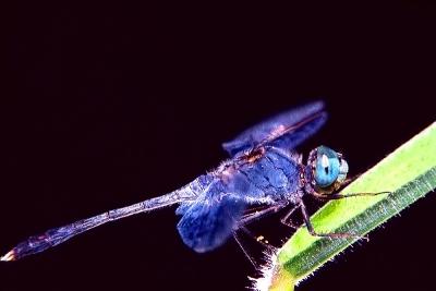 Blue Dragonfly by Bobby Tan