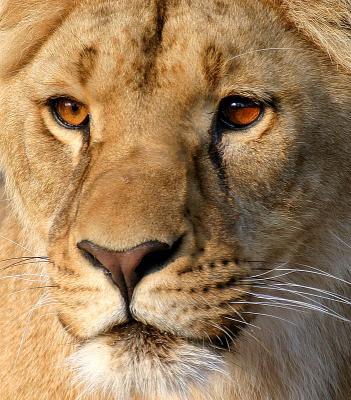 Big Cat Detailby Klaus Wiese