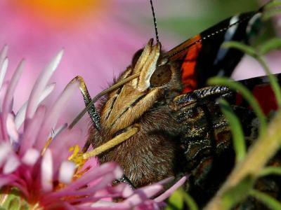 Unusual Detailby Klaus Wiese