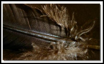 A Lone Turkey Feather Detailsby NC