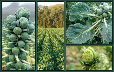 Harvest Montage *by Michael Puff