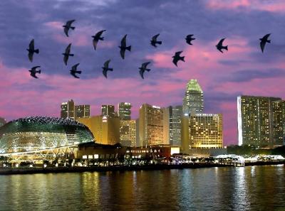 Evening flight  above the Esplanade