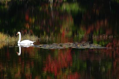 Swan Lake*   by Phil Johnson