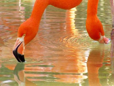 Pair O'Flamingosby JoseNoway