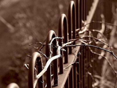 The Fence*