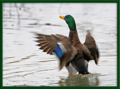 Dancing Duckby Pete W