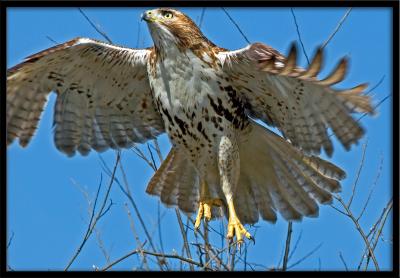 Hawk Jumpingby Pete W