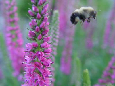 Busy Bumblebee