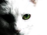 Eye On You<BR>by SFishy