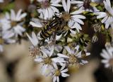 Yellow Jacket</b><BR><FONT size=2>by Harry Behret