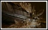<b>A Lone Turkey Feather Details</b><br><font size=1>by NC</font>