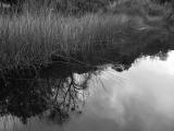 Reeds<br>By Funktion