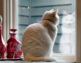 <i>Shes Watching*</i><BR>Pupator