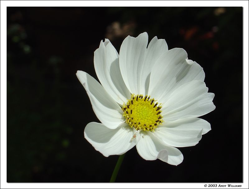 <p align=center><b>always look closely</b> <br> <font size=1> by andy</font></p>