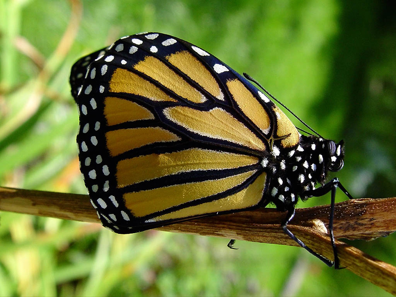 <b>Beauty of the Wings<br>In Detail</b><br><font size=-3>by Bill Borne</font>