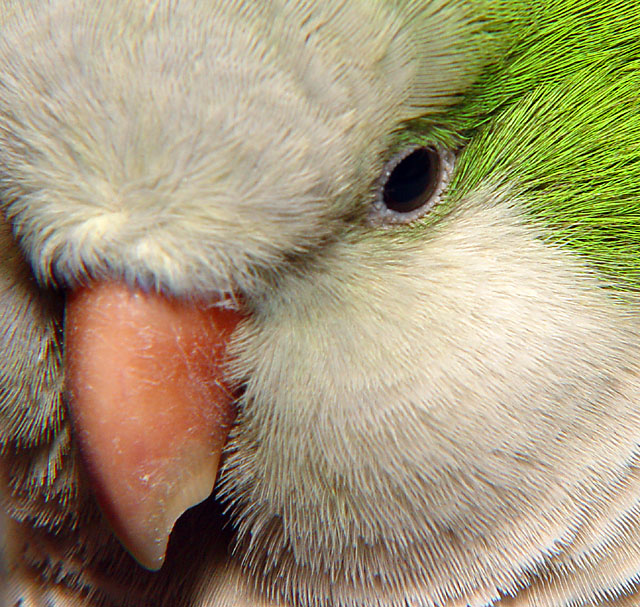 Max Close-up by Katherine Kenison
