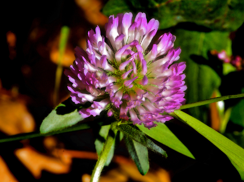 Fall Bloom</b><BR><FONT size=2>by Harry Behret