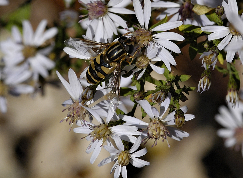Yellow Jacket</b><BR><FONT size=2>by Harry Behret