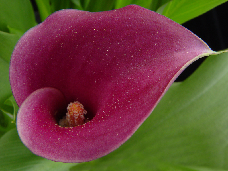 <p align=center><b> Cala Detail </b> <br> <font size=1> by Helen Betts</font></p>