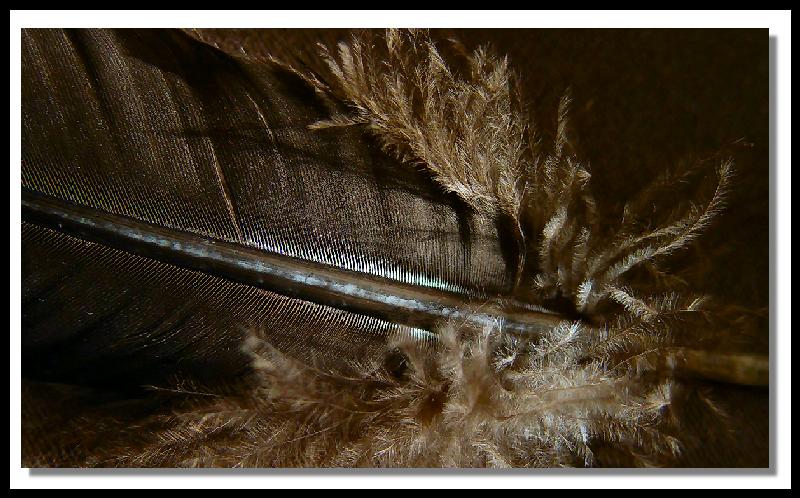 <b>A Lone Turkey Feather Details</b><br><font size=1>by NC</font>