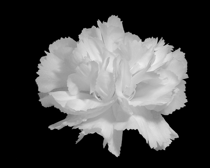 <b> 10th (tie) <br> White Carnation* </b><br> Mikelj