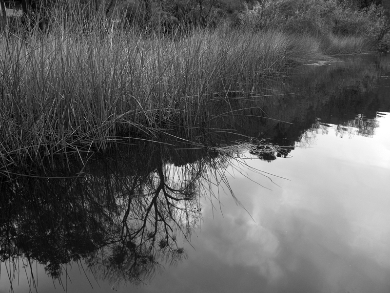 Reeds<br>By Funktion