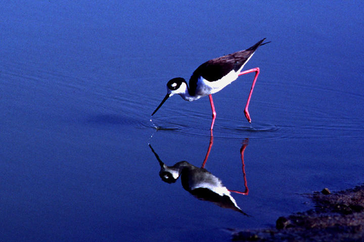Blacknecked Stilt by Bobby Tan