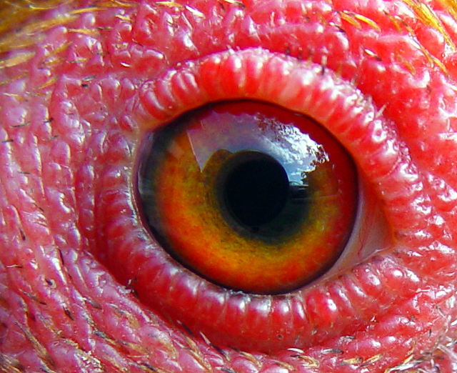Self Portrait in a Chickens Eye* ~ rrehkemper