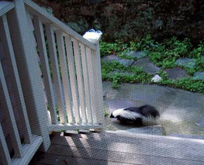 u36/stugold/medium/32196381.1skunk.jpg