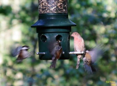 9-26 feeder action 1707.jpg