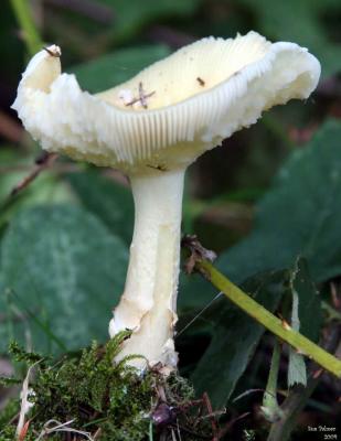 9-30 shroom  e 1767.jpg