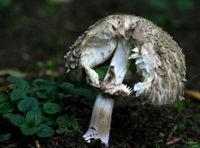 9-30 shroom e 1714.jpg