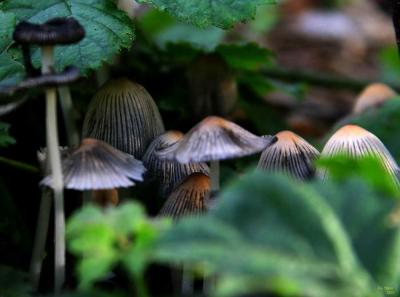 9-30 shrooms e 1711.jpg