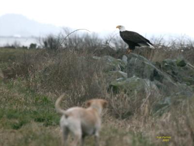 2-28 eagle + J 2368.jpg