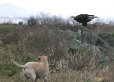 2-28 eagle + J 2371.jpg