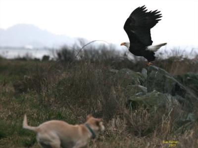 2-28 eagle + J 2372.jpg
