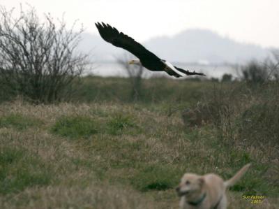 2-28 eagle + J 2376.jpg